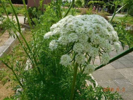 ニンジン 人参 薬草と花紀行のホームページ ニンジン 人参 薬草と花紀行のホームページ