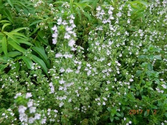 タイム レモンタイム Lemon Thyme 薬草と花紀行のホームページ タイム レモンタイム Lemon Thyme 薬草と花紀行のホームページ