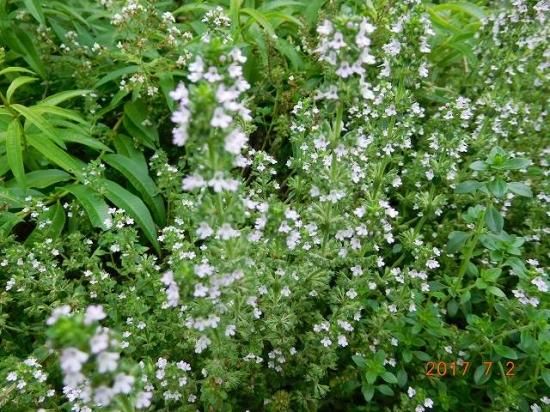 タイム レモンタイム Lemon Thyme 薬草と花紀行のホームページ