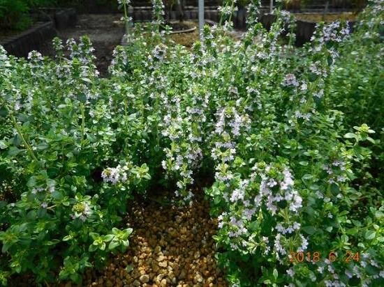 タイム レモンタイム Lemon Thyme 薬草と花紀行のホームページ