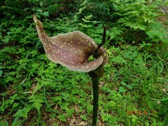 ヤマコンニャク 山蒟蒻 薬草と花紀行のホームページ ヤマコンニャク 山蒟蒻 薬草と花紀行のホームページ