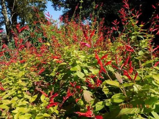 パイナップルセージ Pineapple Sage 薬草と花紀行のホームページ