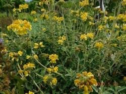 륵ॻJerusalem sage