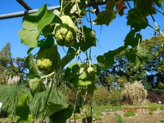 ハヤトウリ 隼人瓜 薬草と花紀行のホームページ