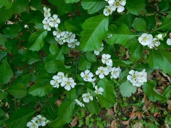 セイヨウサンザシ 西洋山査子 薬草と花紀行のホームページ