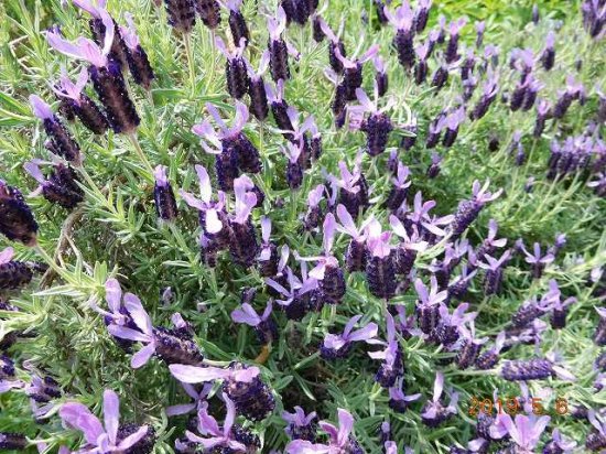 ラベンダー Lavender ストエカスラベンダー Stoechas Lavender 薬草と花紀行のホームページ