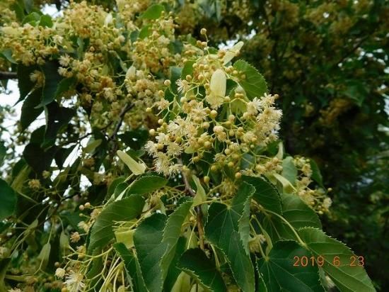 シナノキ 科の木 薬草と花紀行のホームページ