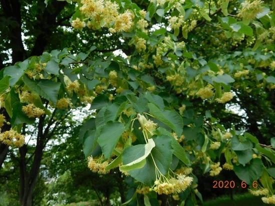 シナノキ 科の木 薬草と花紀行のホームページ シナノキ 科の木 薬草と花紀行のホームページ