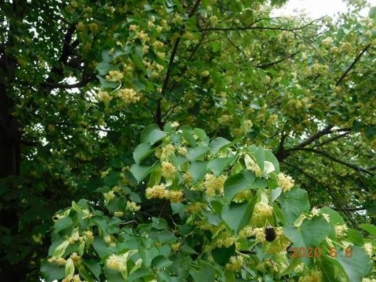 シナノキ 科の木 薬草と花紀行のホームページ シナノキ 科の木 薬草と花紀行のホームページ