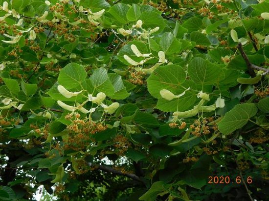 ボダイジュ 菩提樹 薬草と花紀行のホームページ