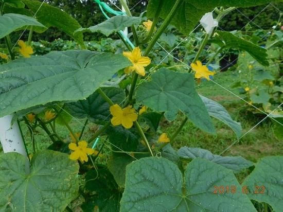 キュウリ ケマキュウリ 毛馬胡瓜 薬草と花紀行のホームページ キュウリ ケマキュウリ 毛馬胡瓜 薬草と花紀行のホームページ