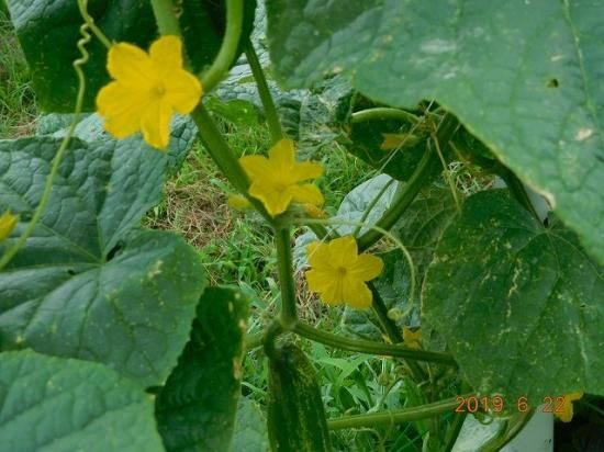 キュウリ ケマキュウリ 毛馬胡瓜 薬草と花紀行のホームページ キュウリ ケマキュウリ 毛馬胡瓜 薬草と花紀行のホームページ