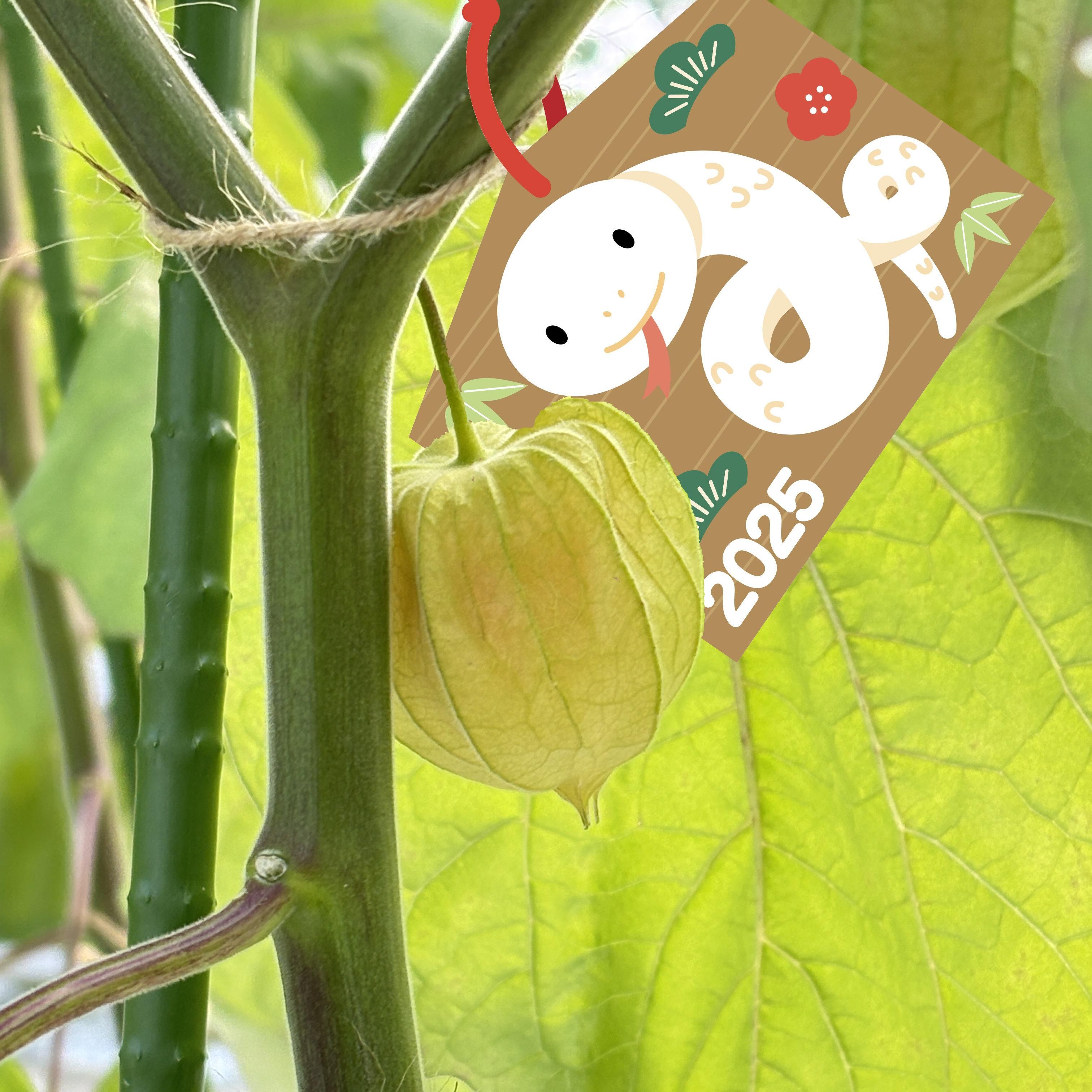 ߤʤǤۤå