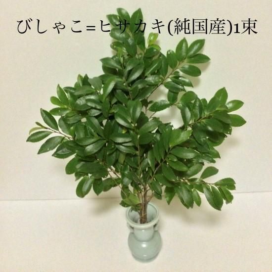 現品ヒサカキビシャコ姫榊特大苗1.6mほど山採り004