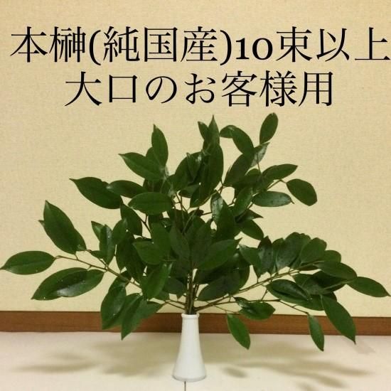楽天市場】【送料無料】【30本セット】 ヒサカキ 樹高0.2m前後