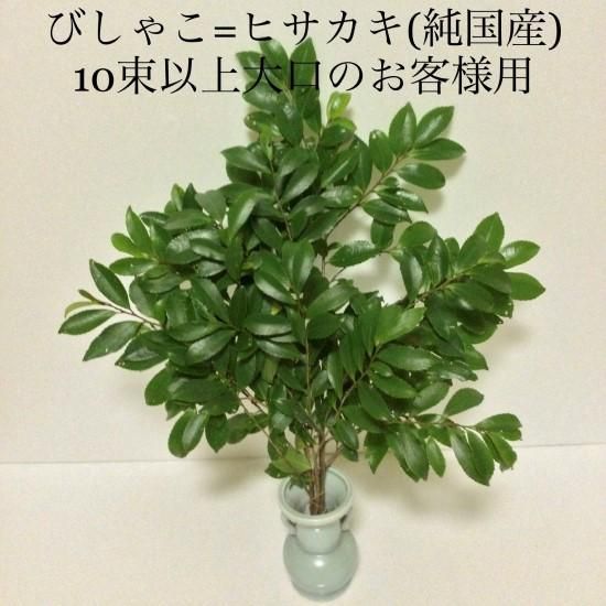 【日本未発売】 現品 ヒサカキ 姫榊 ビシャコ 1.6mほど 山採り天然苗 ぎこちない 常緑樹