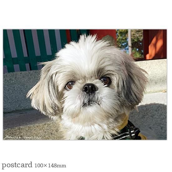 06～10てんぽのポストカード 5枚セット(postcardset)