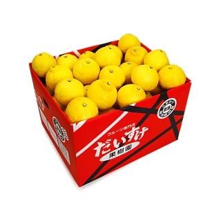 酸味が苦手な方にもおすすめの柑橘・はるかを愛媛西宇和地方より