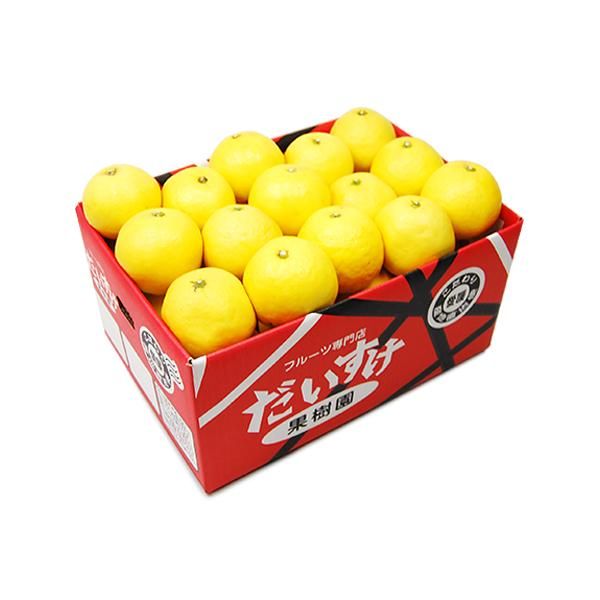 農薬不使用 南伊豆のニューサマーオレンジ 5kg＜箱売り
