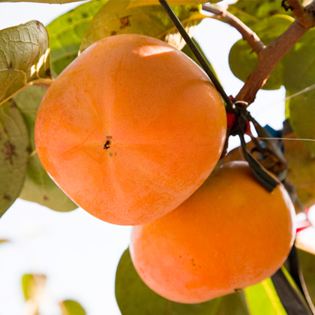 太秋柿 お得用 5kg