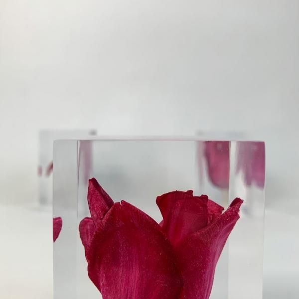 Tulip - MID-Century MODERN