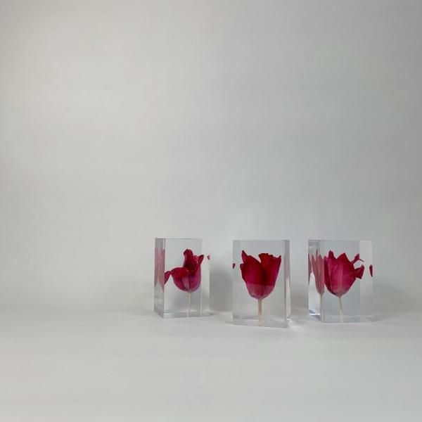 Tulip - MID-Century MODERN
