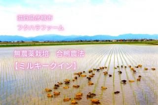 ڹˡѡۡ£ǯٻ/ơ<br>츩ɧԥեϥե<br>̵ߥ륭<br>Իѡͭ100<br>2kg/5kg/10kg/30kg