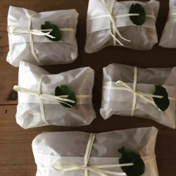 ͭǺᥤˤХԻѡȡsilvicolaټȯ12/18