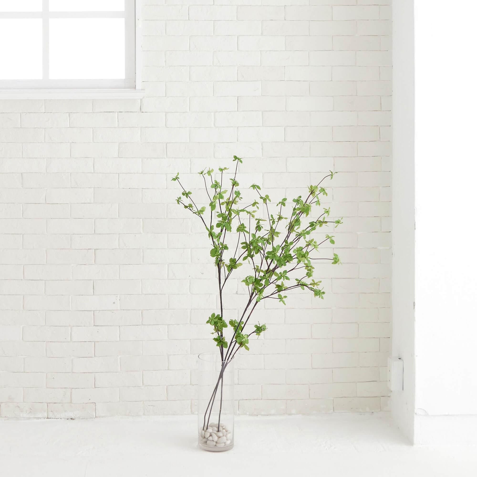 ドウダンツツジ【品番3451】 楽天市場】ドウダンツツジ 苗木 樹高90cm《花、紅葉が美しい庭木