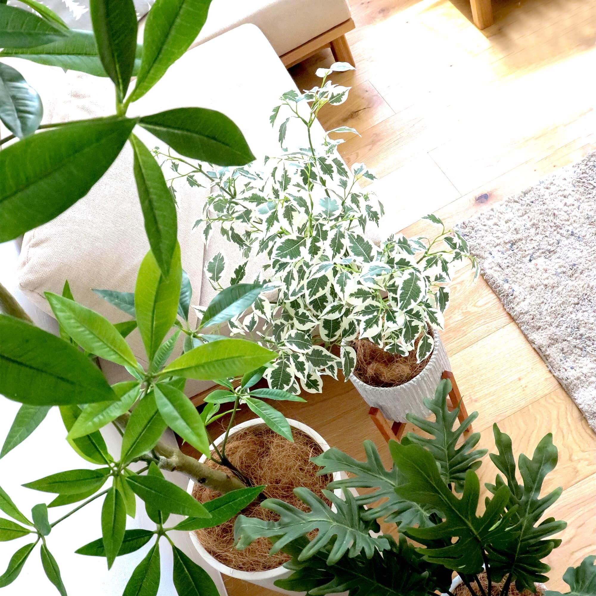 ベンジャミンの観葉植物 フェイクグリーン | 造花専門店プリマ ベンジャミンの観葉植物 フェイクグリーン | 造花専門店プリマ