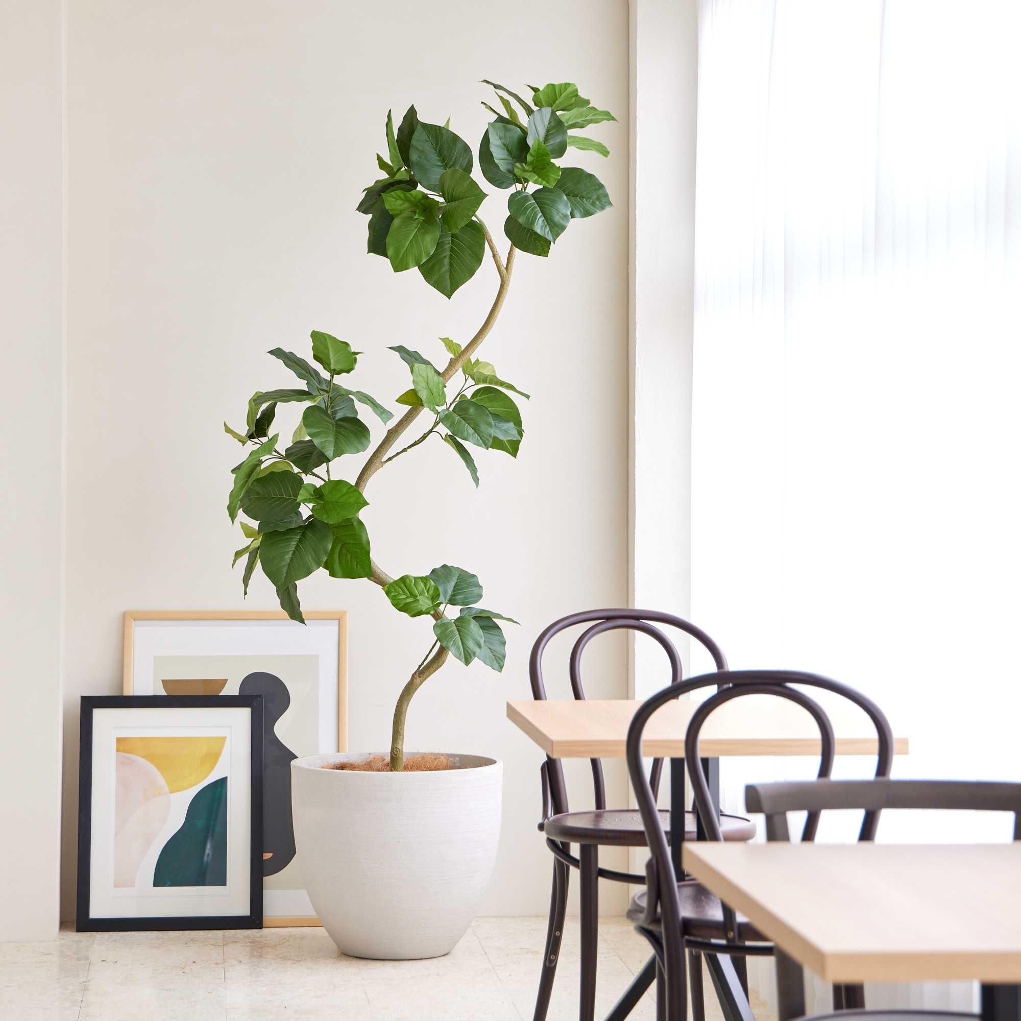 ツイストウンベラータの観葉植物 フェイクグリーン | 造花専門店プリマ