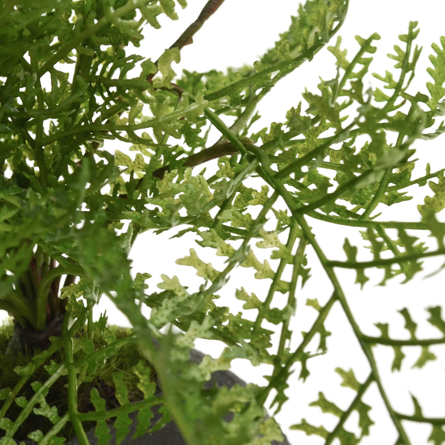 シノブ 檜炭ボール(黒皿) CUPBON 盆栽 フェイクグリーン