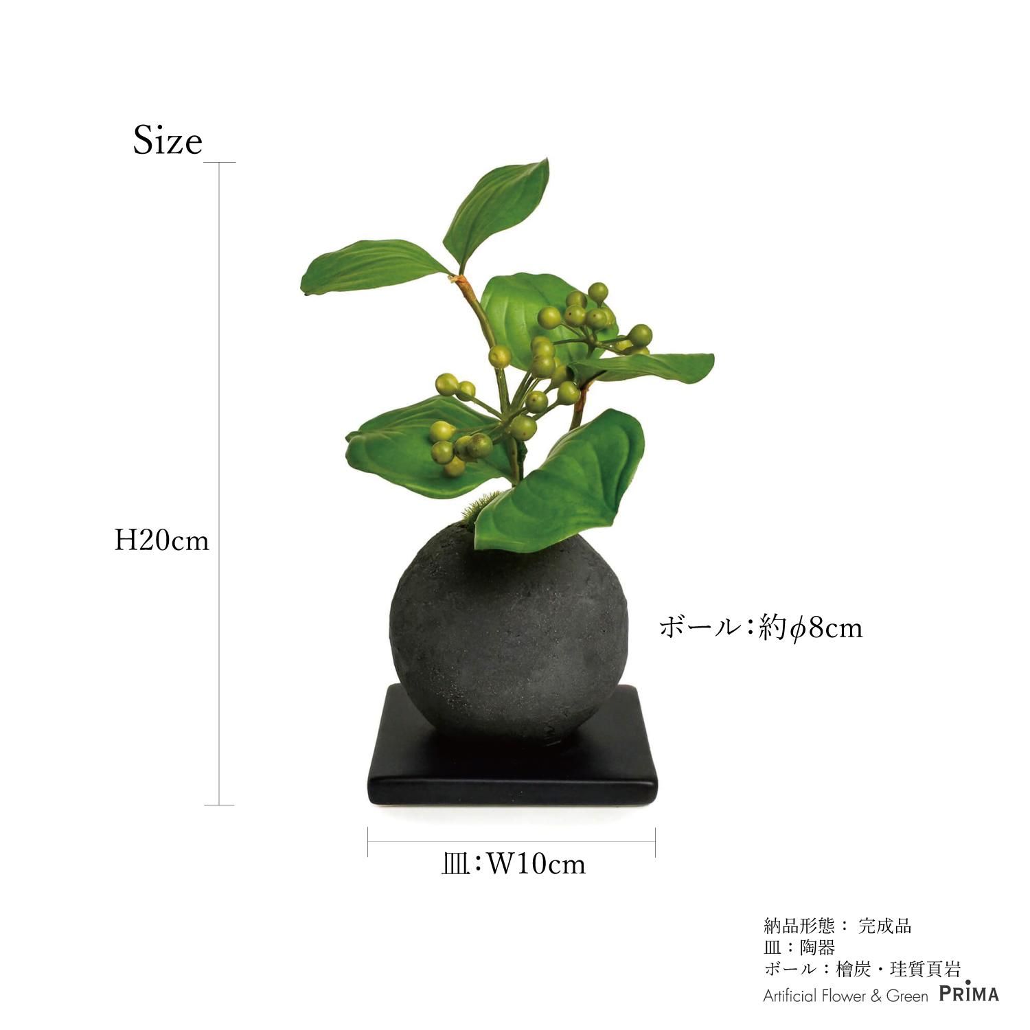 中品(山採り) 米栂盆栽】 ⭕天然舎利、希少❗ 値引き不可