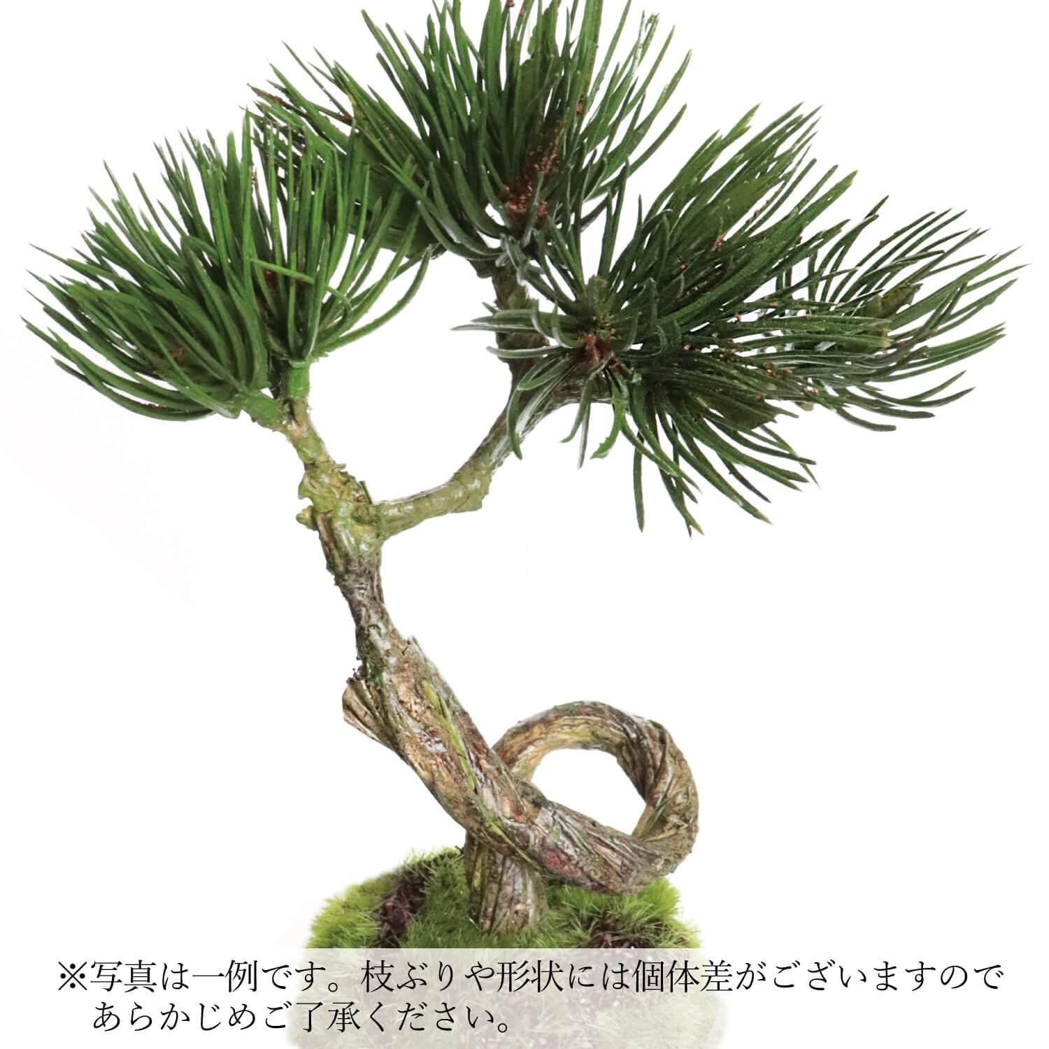  ᤭ή úܡ() CUPBON ߺ ե꡼