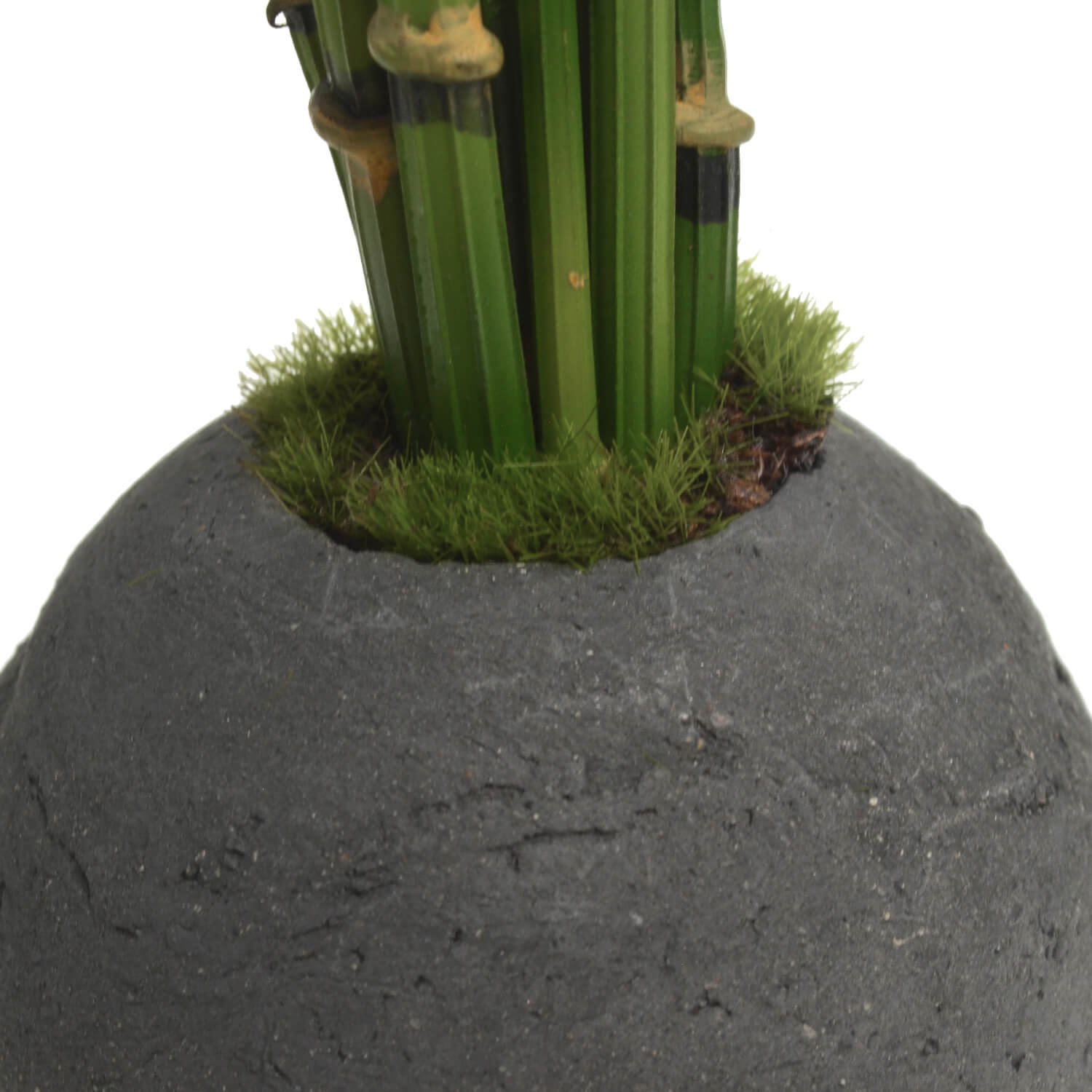 トクサ 檜炭ボール(黒皿) CUPBON 盆栽 フェイクグリーン