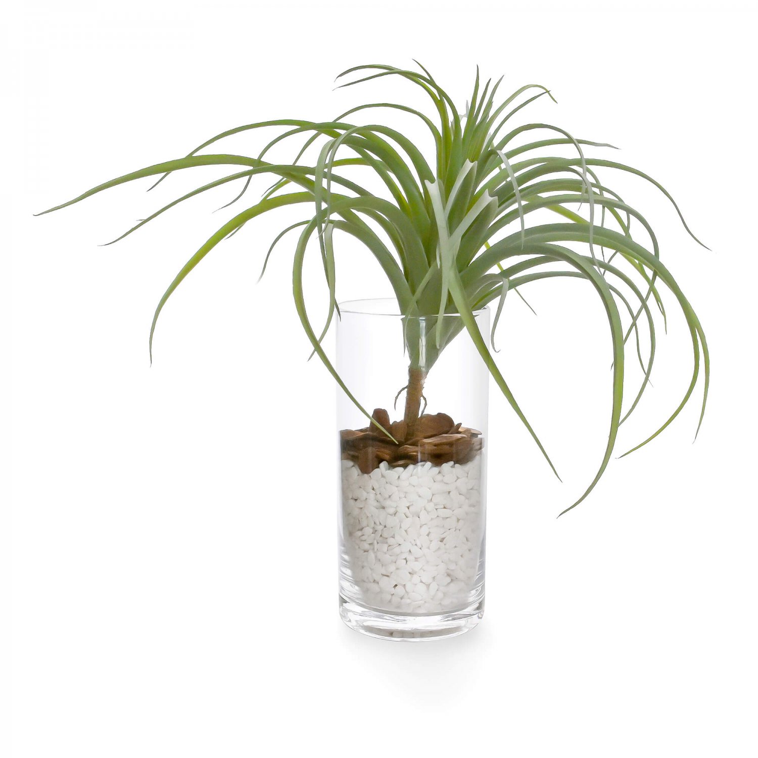 チランジア ガラスシリンダー Ｈ31cｍ 観葉植物 フェイクグリーン