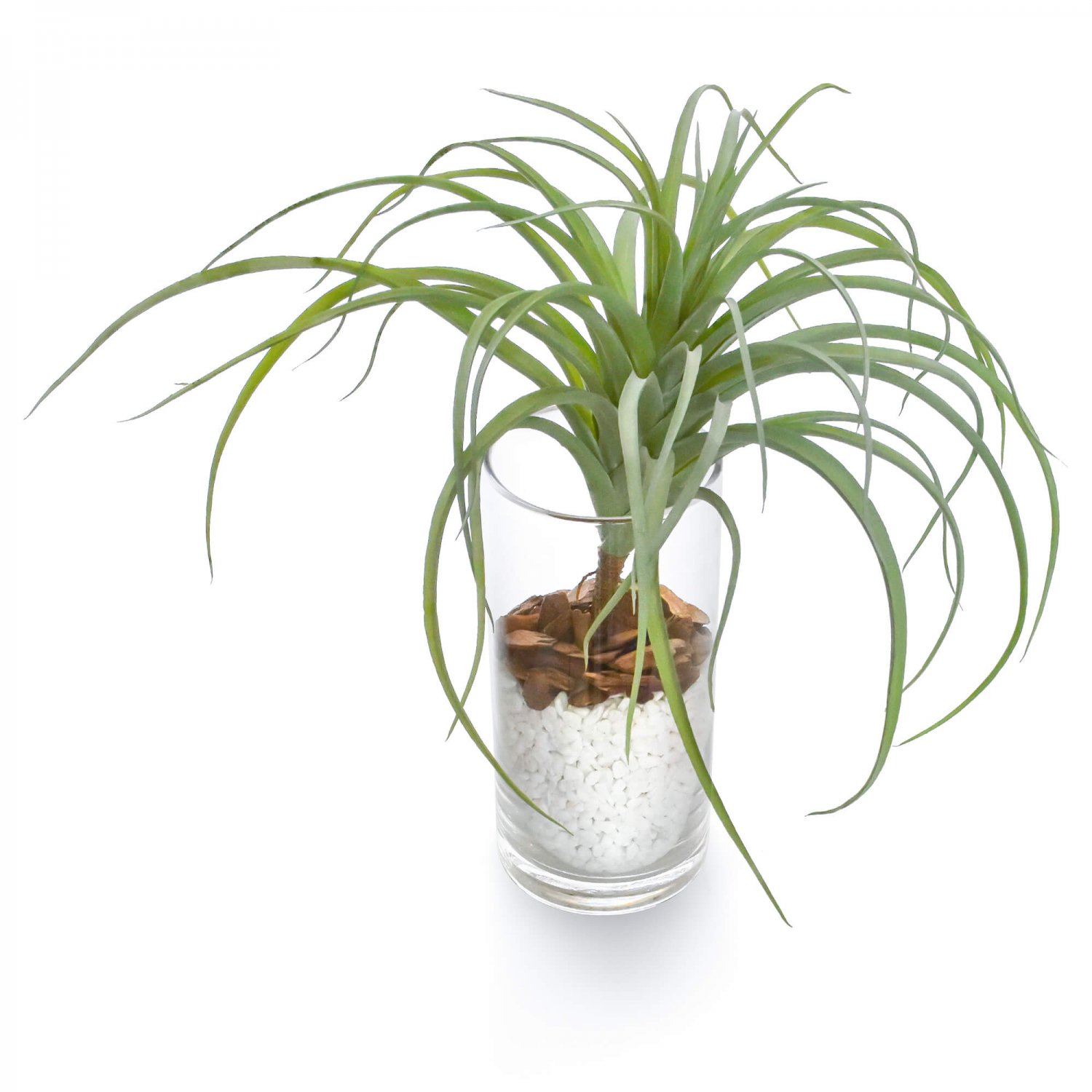 チランジア ガラスシリンダー Ｈ31cｍ 観葉植物 フェイクグリーン