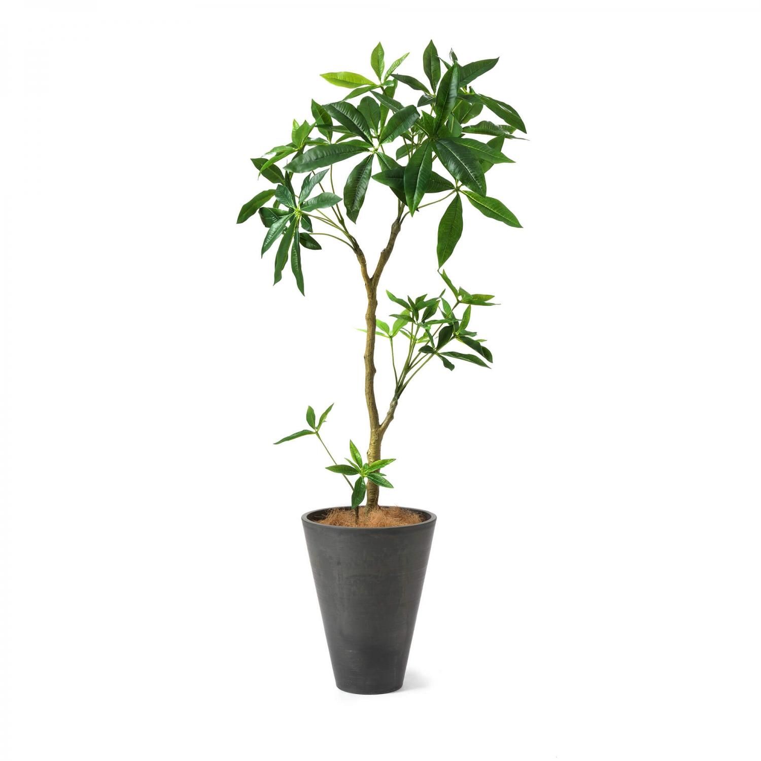 パキラの観葉植物 フェイクグリーン | 造花専門店プリマ