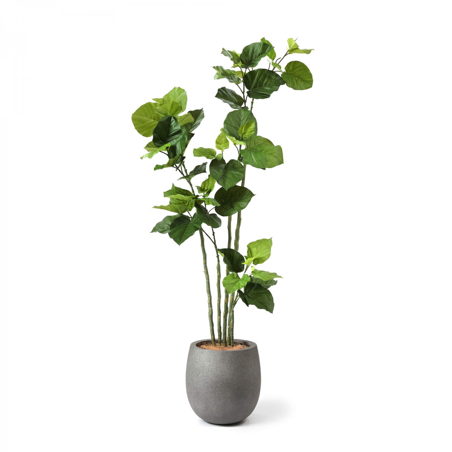 ウンベラータ エッグポット H155cm グレー 観葉植物 フェイクグリーン eco 【別倉庫直送品】 