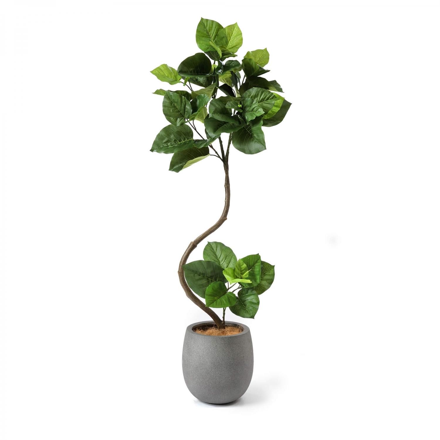 ウンベラータの観葉植物 フェイクグリーン | 造花専門店プリマ