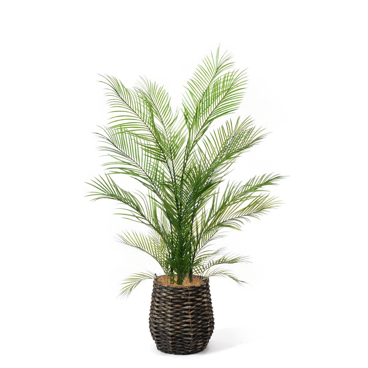 観葉植物 アレカヤシ 大きめ 緑の羽状葉 白ポット 観葉植物 アレカヤシ 大きめ 緑の羽状葉 白ポット