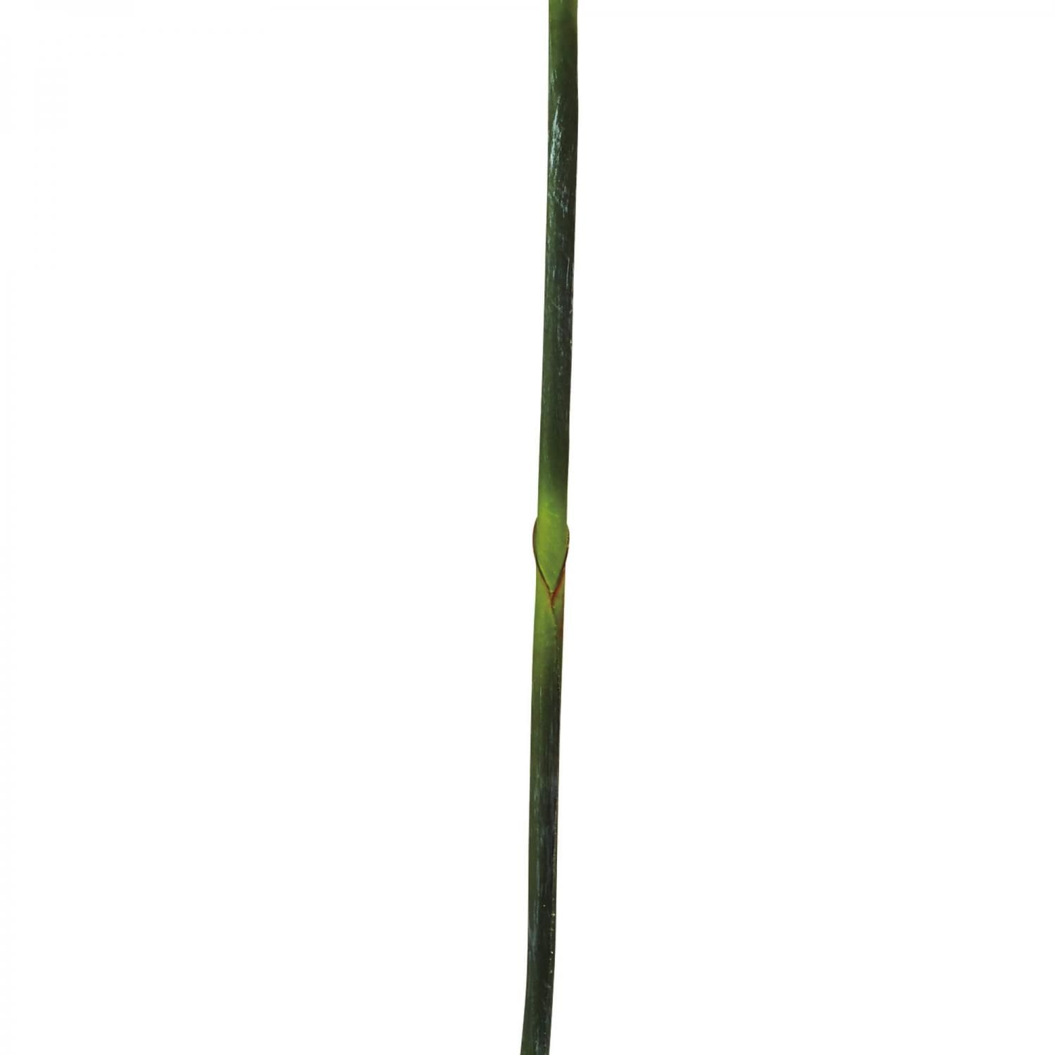 ȥ 饯祦 L ñʲֺ ¤ ƥեե 