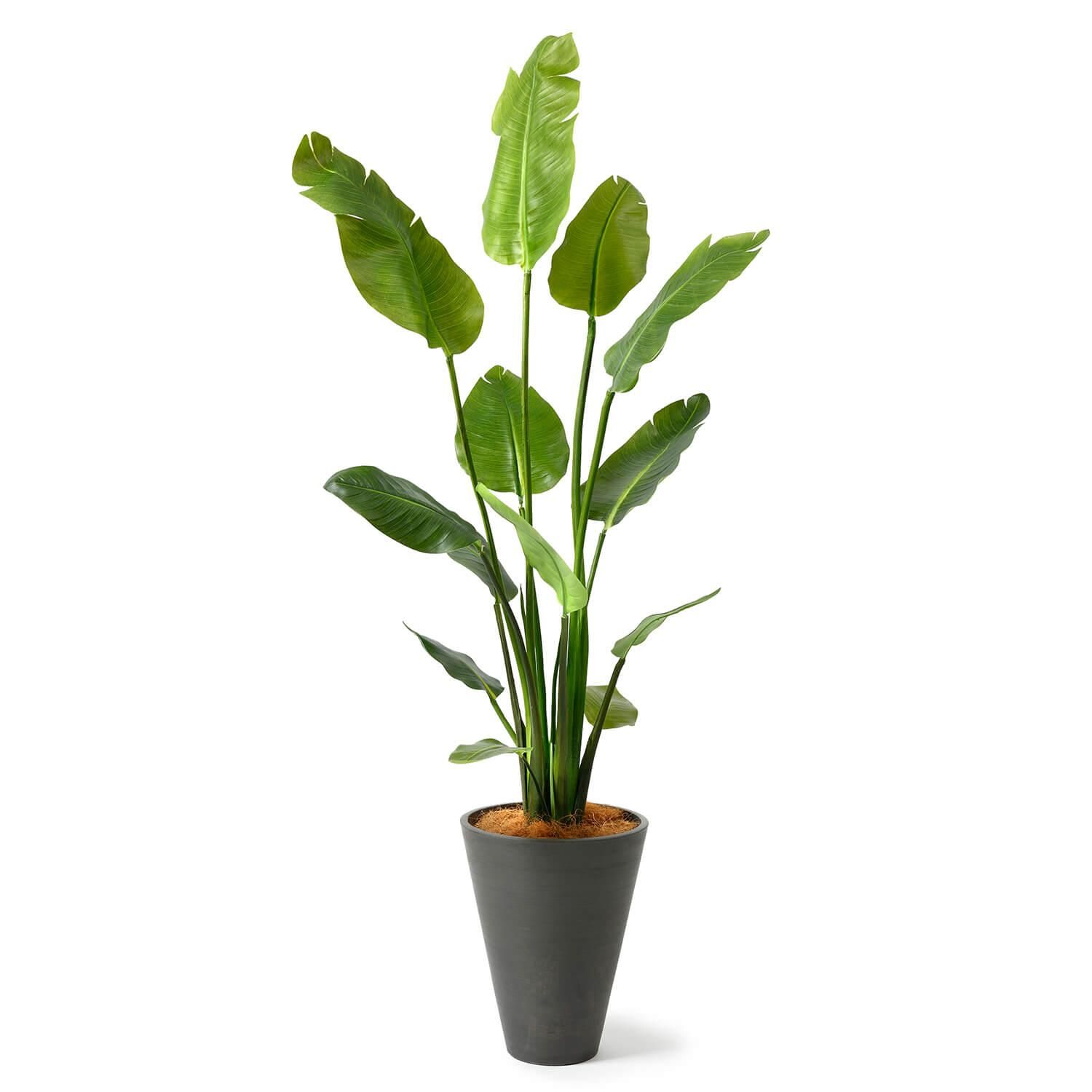 ストレリチアの観葉植物 フェイクグリーン | 造花専門店プリマ
