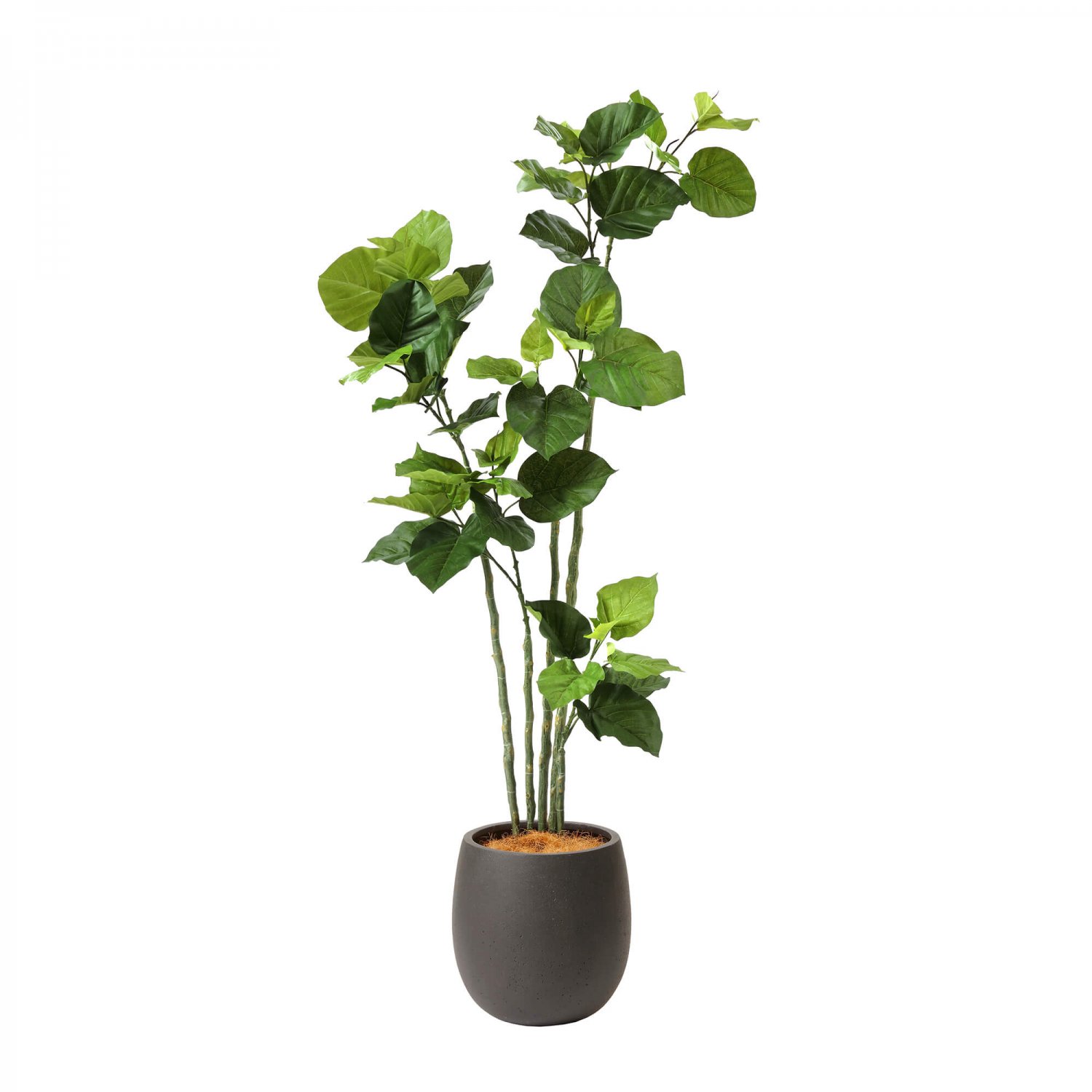 ウンベラータ エッグポット H155cm ブラック 観葉植物 フェイクグリーン eco 【別倉庫直送品】 