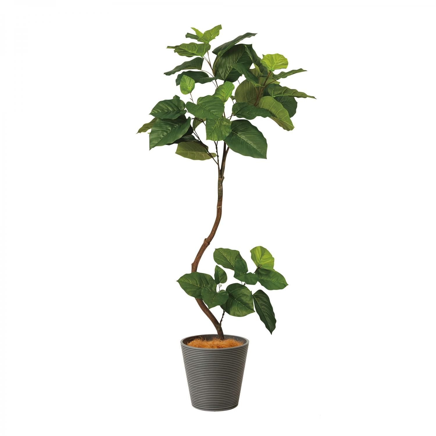 ウンベラータの観葉植物 フェイクグリーン | 造花専門店プリマ ウンベラータの観葉植物 フェイクグリーン | 造花専門店プリマ