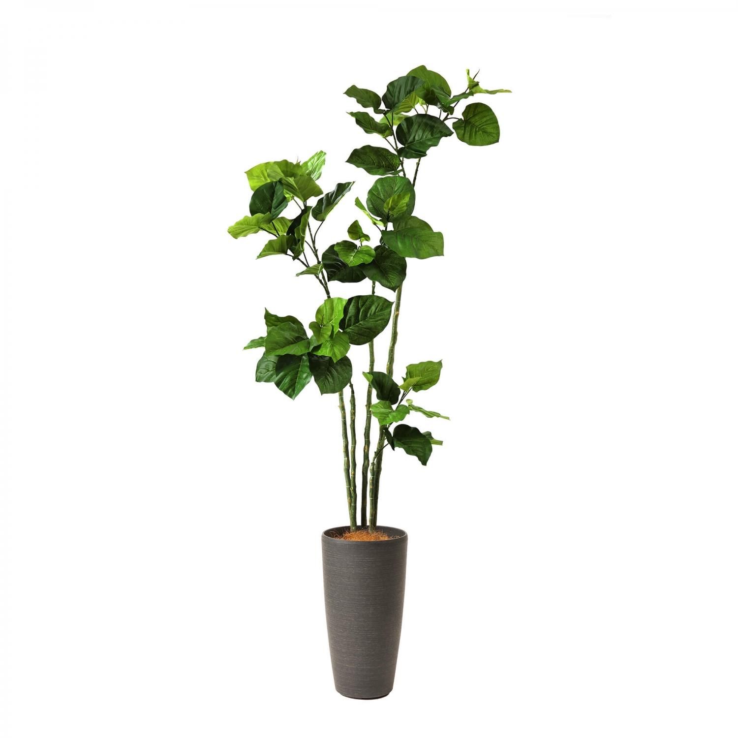 ウンベラータの観葉植物 フェイクグリーン | 造花専門店プリマ ウンベラータの観葉植物 フェイクグリーン | 造花専門店プリマ