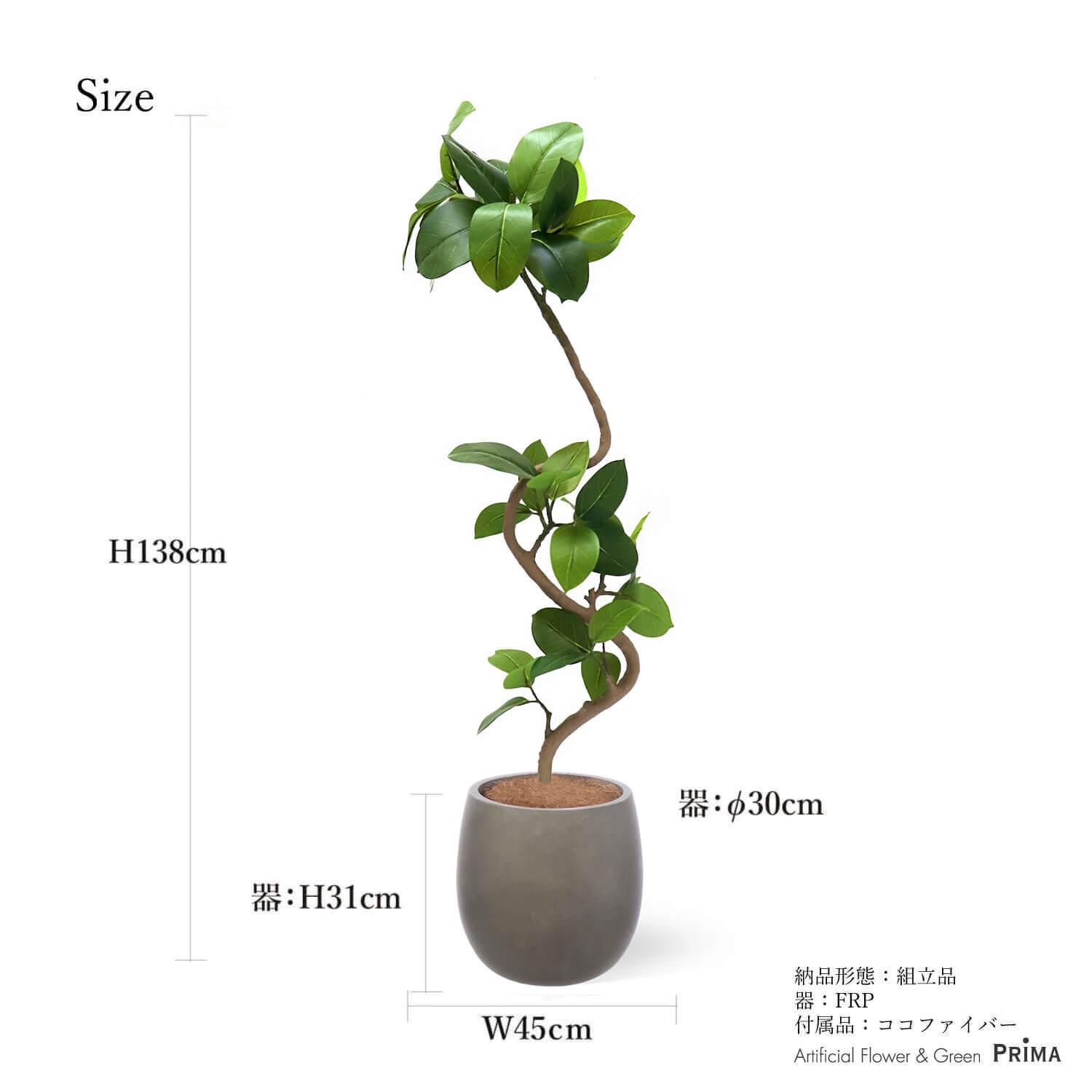 フィカス・アルテシマ まがり M 〈沖縄産〉| 観葉植物通販 AND