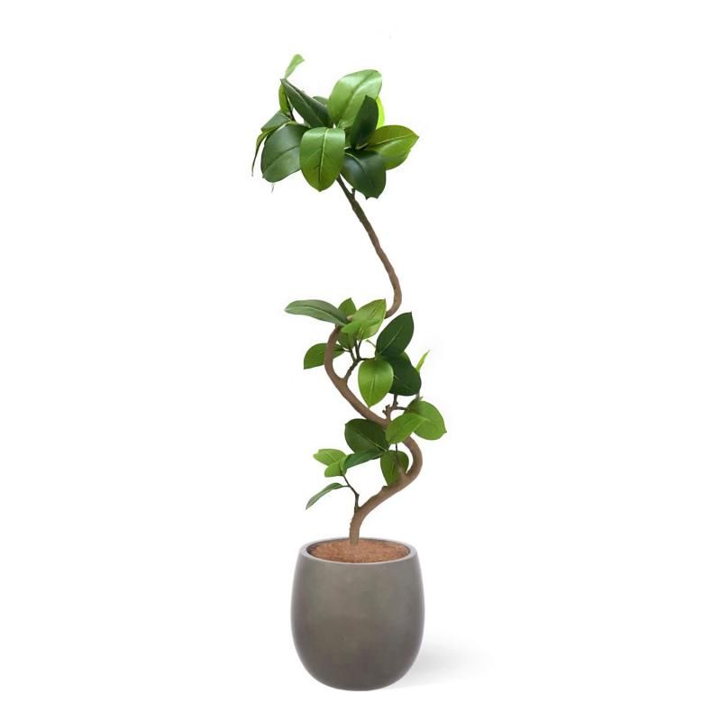 フィカス　アルテシマ3 フィカスアルテシマの観葉植物 フェイクグリーン | 造花専門店プリマ