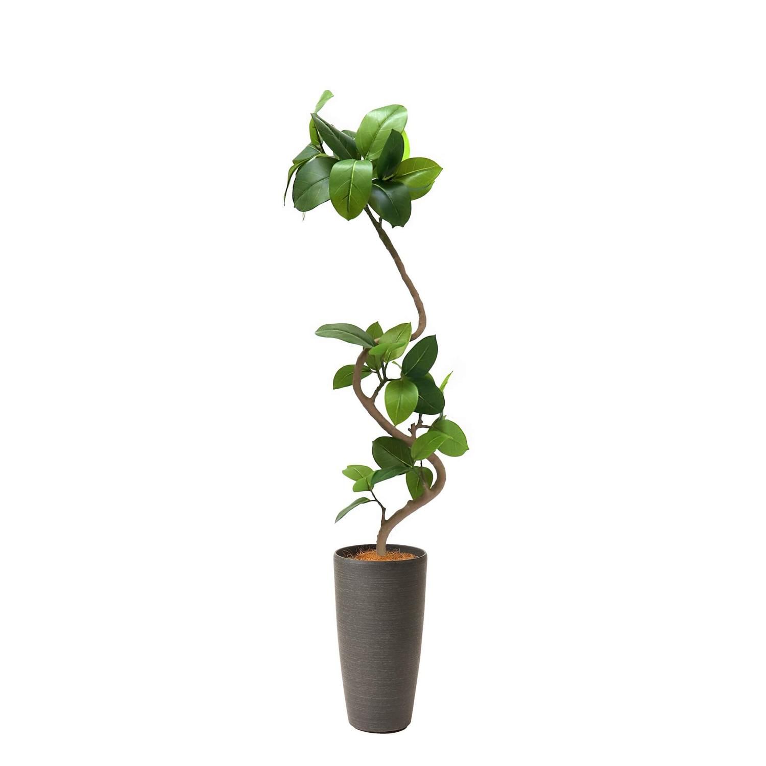 եƥ TPץ󥿡 H150cm տʪ ե꡼ eco Ҹľʡ 