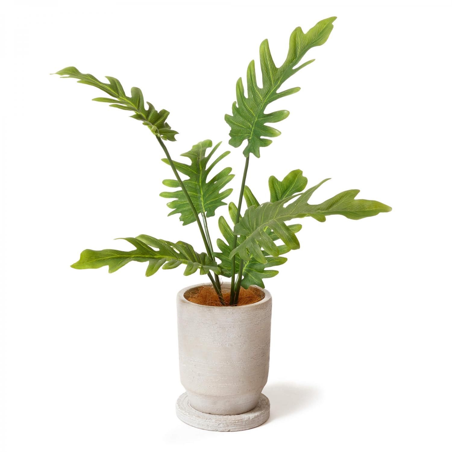 全品送料無料 クッカバラ 植物
